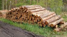 Jak leśnicy klasyfikują drewno?