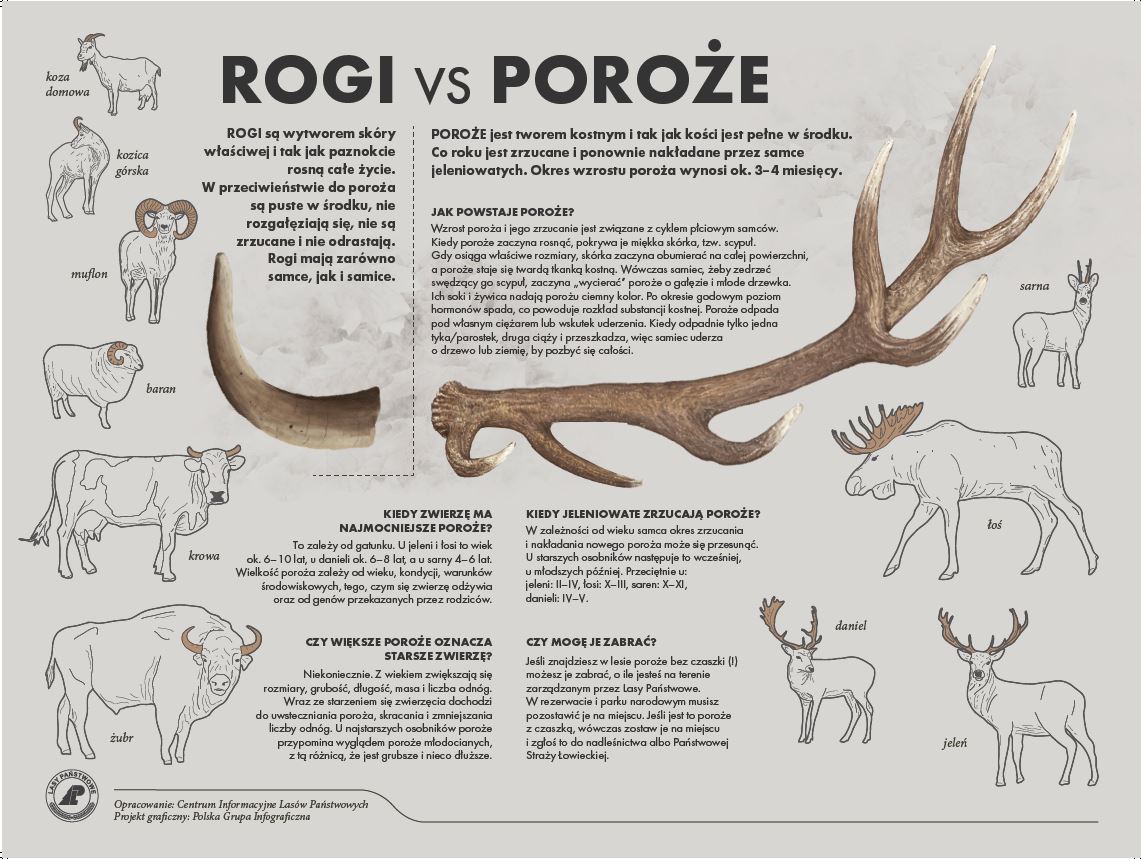 Infografika rogi vs poroże. Źródło: CILP