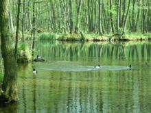 Dendrometryczna charakterystyka olszy czarnej (Alnus glutinosa L.) w drzewostanach różnych klas wieku