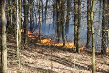 Spalił się las w leśnictwie Mariak