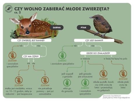 Nie zabieraj dzikich zwierząt z lasu!