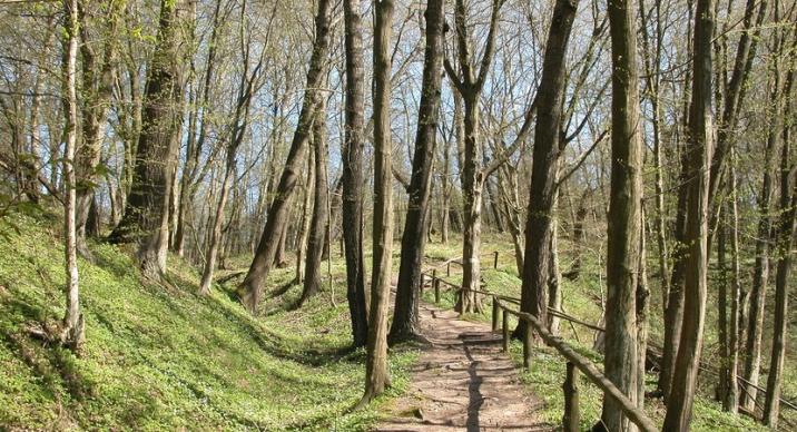 Fotografia&#x20;przedstawia&#x20;ścieżkę&#x20;biegnącą&#x20;przez&#x20;las&#x20;liściasty&#x2e;&#x20;Autor&#x3a;&#x20;Wojciech&#x20;Gil&#x2e;