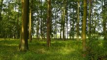 Informacja o wyłożeniu do publicznego wglądu projektów planu urządzenia lasu dla Nadleśnictwa Antonin