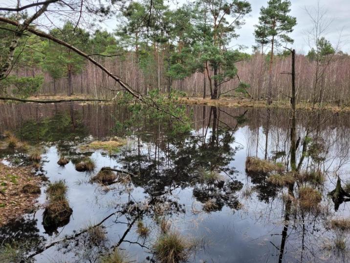 Zdjęcie&#x20;przedstawia&#x20;śródleśne&#x20;mokradło&#x2e;&#x20;Fot&#x2e;&#x20;Bartosz&#x20;Kulawinek