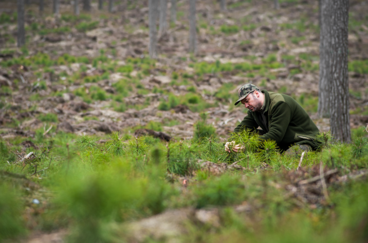 Zdjęcie&#x20;przedstawia&#x20;Leśniczego&#x20;Leśnictwa&#x20;Czarnylas&#x20;podczas&#x20;kontroli&#x20;odnowień&#x20;naturalnych&#x2e;&#x20;Fot&#x2e;&#x20;T&#x2e;&#x20;Baraniecki