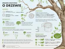 Ciekawostki o drzewach – poznaj gatunki rosnące w naszych lasach