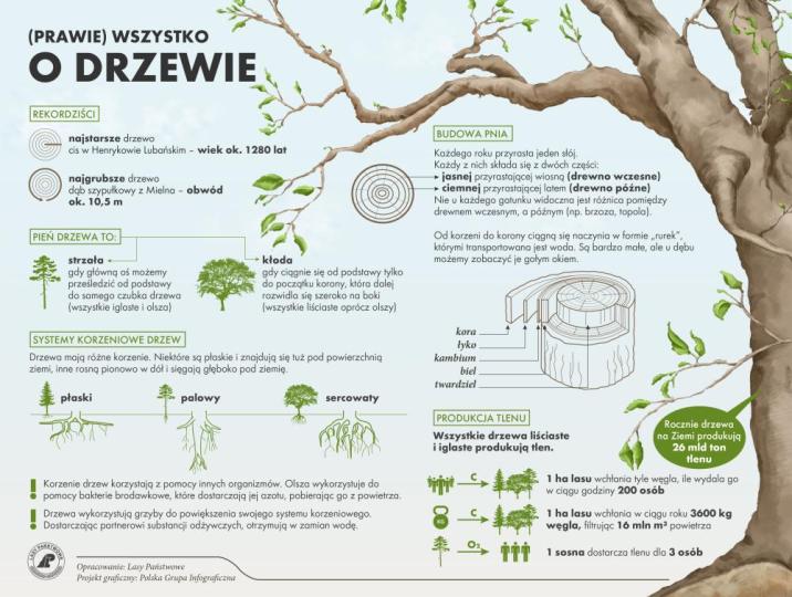 Infografika&#x20;przedstawiająca&#x20;ciekawostki&#x20;o&#x20;drzewach&#x2e;&#x20;Grafika&#x3a;&#x20;Lasy&#x20;Państwowe