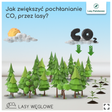 Jak zwiększyć pochłanianie CO2 przez lasy?