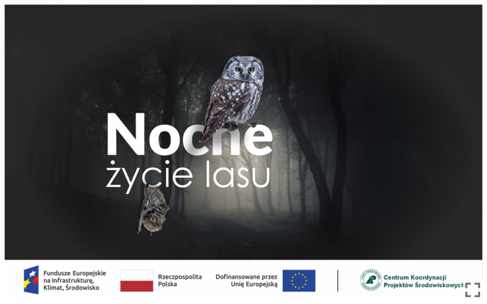 Grafika&#x2e;&#x20;Na&#x20;tle&#x20;nocnego&#x20;lasy&#x20;napis&#x20;&#x22;Nocne&#x20;życie&#x20;lasu&#x22;&#x2e;&#x20;Na&#x20;słowie&#x20;&#x22;nocne&#x22;&#x20;siedzi&#x20;sowa&#x2c;&#x20;a&#x20;z&#x20;wyrazu&#x20;&#x22;życie&#x22;&#x20;zwisa&#x20;nietoperz&#x2e;&#x20;Źródło&#x3a;&#x20;DGLP