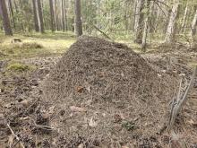 MRÓWKI – STRAŻNICY LASU W MINIATURZE