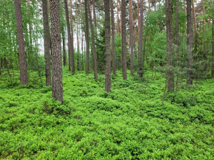 Zdjęcie&#x20;przedstawia&#x20;bór&#x20;sosnowy&#x2e;&#x20;Fot&#x2e;&#x20;Bartosz&#x20;Kulawinek