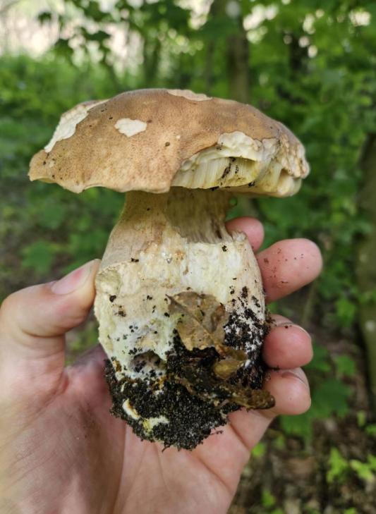 Fot&#x2e;&#x20;Zdjęcie&#x20;przedstawia&#x20;borowika&#x20;szlachetnego&#x2e;&#x20;Fot&#x2e;&#x20;Bartosz&#x20;Kulawinek