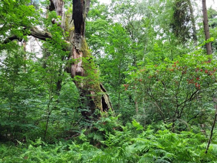 Zdjęcie przedstawia fragment Rezerwatu Wydymacz. Fot. Bartosz Kulawinek